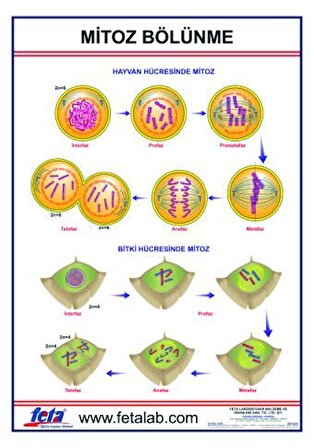MİTOZ BÖLÜNME LEVHASI