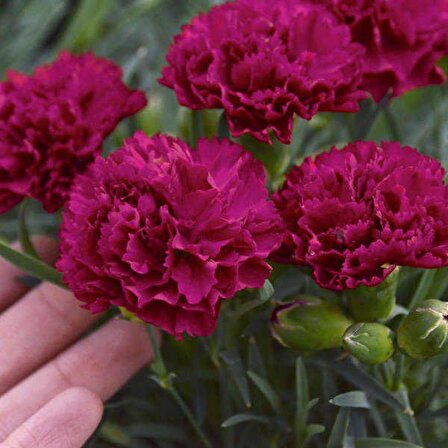 Chabaud Crimson Kırmızı Karanfil Çiçeği Tohumu(70 adet)