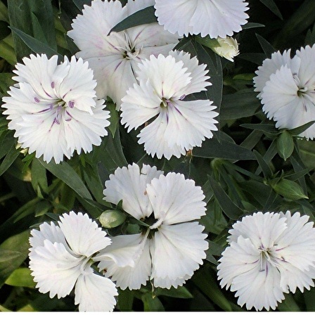 Dianthus Superbus Beyaz Bol Kokulu Karanfil Çiçeği Tohumu(100 adet)