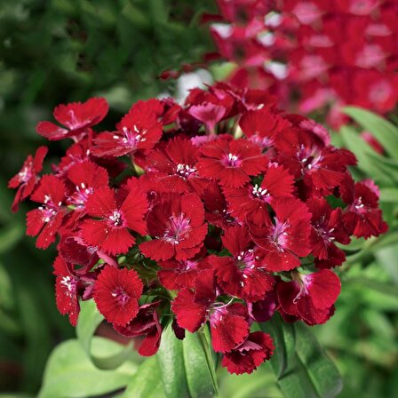 Dianthus Superbus Kırmızı Bol Kokulu Karanfil Çiçeği Tohumu(100 adet)
