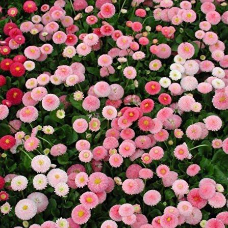 Katmerli Ponpon Colour İngiliz Çayır Papatyası Çiçeği Tohumu(100 tohum)