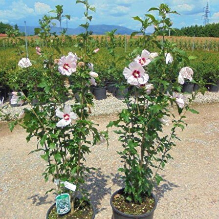 Rosea Mallow Hibiscus Çiçeği Tohumu(10 tohum)