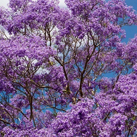 Tüplü Özel Jacaranda (Jakaranda) Ağacı Fidanı (100-150 cm)