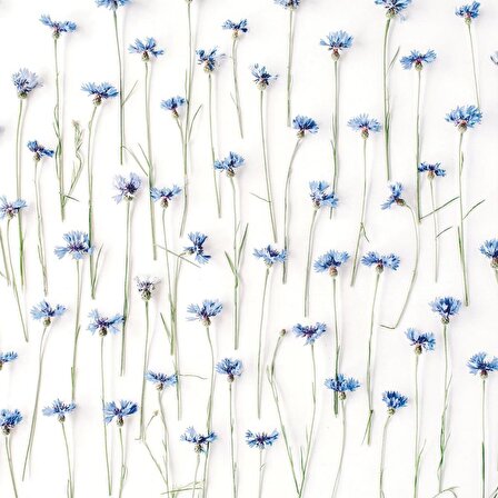 Baskılı Duş Perde Mavi Peygamber Çiçeği Desenli 