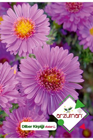 50 Adet Dilber Kirpiği (Aster L.) Çiçek Tohumu 