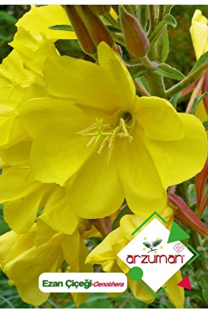 100 Adet Ezan Çiçeği (Oenothera) Çiçek Tohumu 