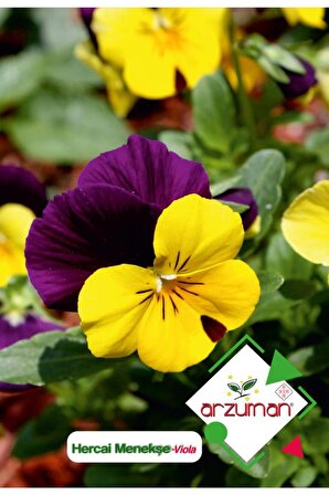 100 Adet Hercai Menekşe (Viola) Çiçek Tohumu 