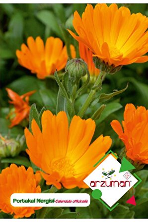 30 Adet Portakal Nergisi - Aynı Sefa (Calendula Officinalis) Çiçek Tohumu 