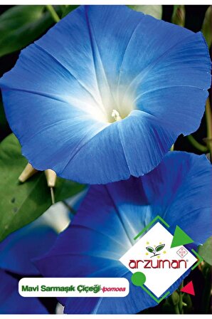 30 Adet Sarmaşık Mavi İri (Ipomoea) Çiçek Tohumu