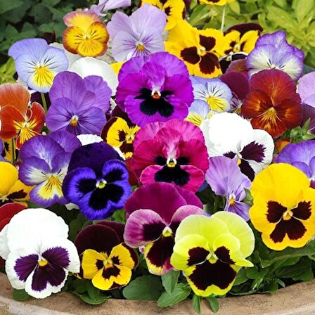 100 Adet Hercai Menekşe (Viola) Çiçek Tohumu 