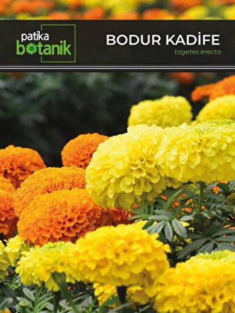 50 Adet Bodur Kadife Çiçek Tohumu (Tagetes L.)