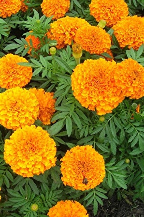 50 Adet Bodur Kadife Çiçek Tohumu (Tagetes L.)