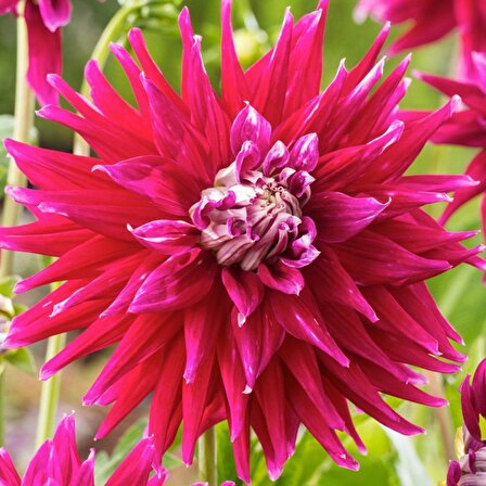 Dev Çiçekli Ac Dark Horse Dahlia Yıldız Çiçeği Soğanı Yumrusu (1 adet )