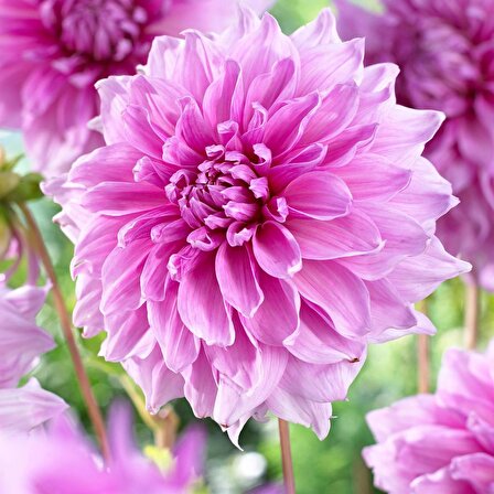 Dev Çiçekli Lavender Perfection Dahlia Yıldız Çiçeği Soğanı Yumrusu (1 adet )