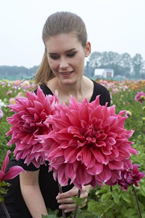 Dev Çiçekli Emory Paul Dahlia Yıldız Çiçeği Soğanı Yumrusu (1 adet)
