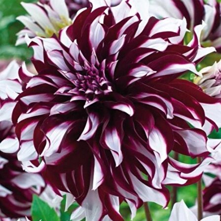 Büyük Çiçekli Tartan Yıldız Dahlia Çiçeği Soğanı Yumrusu (1 adet)