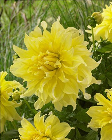 Dev Çiçekli Sarı Renkli Blondee Dahlia Yıldız Çiçeği Soğanı Yumrusu (1 adet)