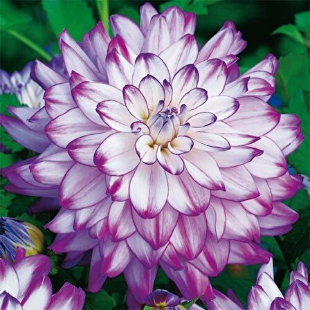Büyük Çiçekli Who Dun It Yıldız Dahlia Çiçeği Soğanı Yumrusu (1 adet)