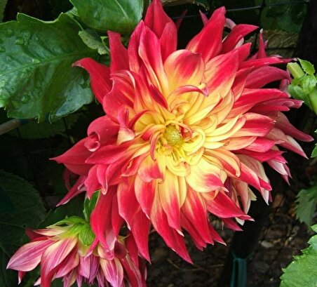 Büyük Çiçekli Manhattan Island Yıldız Dahlia Çiçeği Soğanı Yumrusu (1 adet)