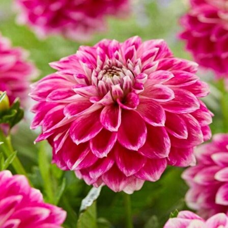 Büyük Çiçekli Go Go Pink Yıldız Dahlia Çiçeği Soğanı Yumrusu (1 adet)