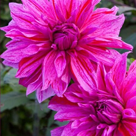 Büyük Çiçekli Babylon Lila Yıldız Dahlia Çiçeği Soğanı Yumrusu (1 adet)