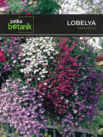 100 Adet Lobelya Çiçek Tohumu (Lobeliaerinus)