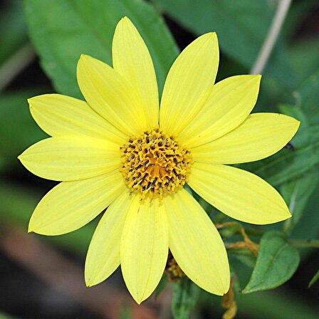 Sarı Renkli Bodur Mignon Yellow Dahlia Çiçeği Tohumu (80 tohum)
