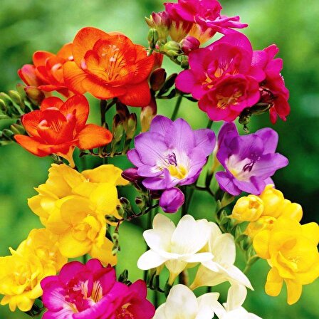 Karışık Renkli Frezya Çiçeği Soğanı Mixed Color Freesia (5 adet)