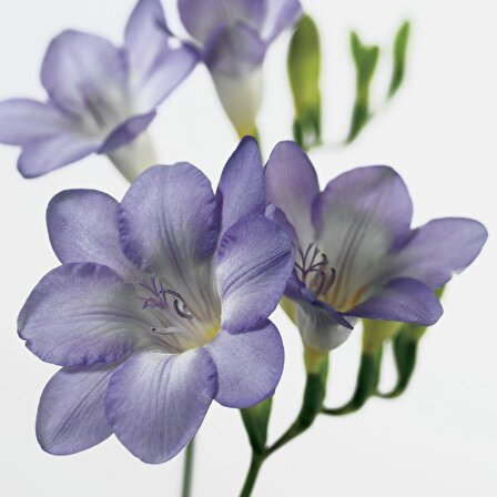 Mavi Renkli Frezya Çiçeği Soğanı Blue Color Freesia (5 adet)