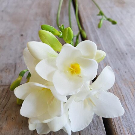 Beyaz Renkli Frezya Çiçeği Soğanı White Color Freesia (5 adet)