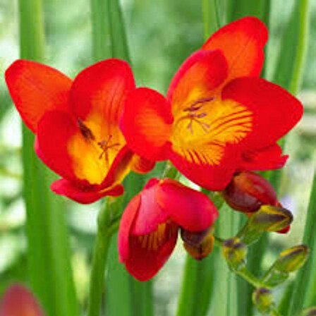 Kırmızı Renkli Frezya Çiçeği Soğanı Red Color Freesia (5 adet)