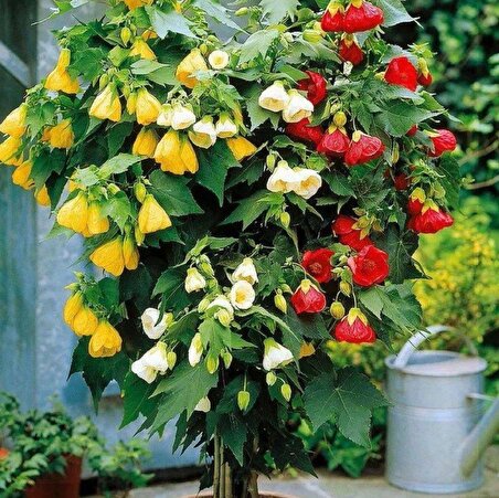 Karışık Renkli Çin Çan Çiçeği Tohumu (50 tohum)