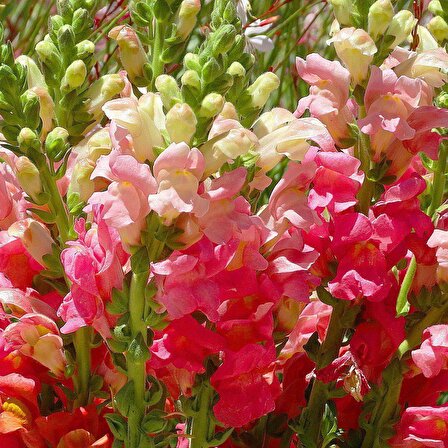 Karışık Renkli Bodur Linaria Çiçeği Tohumu (100 tohum)