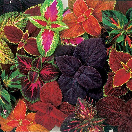 Karışık Renkli Kolyos (Coleus) Yaprak Güzeli Çiçeği Tohumu (100 tohum)