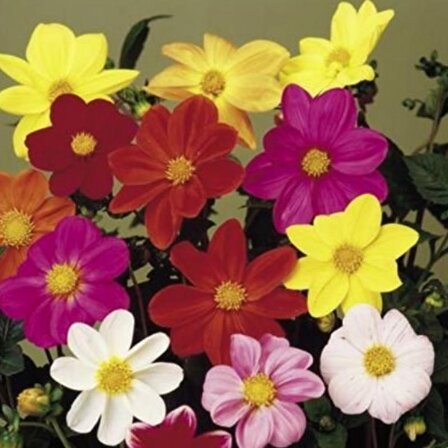 Karışık Renkli Bodur Mignon Dahlia Çiçeği Tohumu (80 tohum)