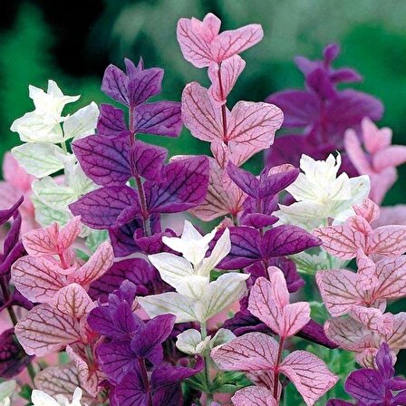 Salvia Horminum Karışık Renkli Adaçayı Çiçeği Tohumu (350 Tohum)