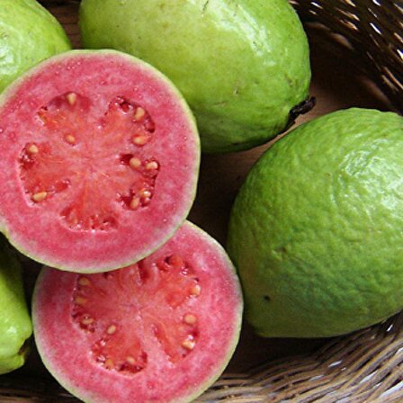 Tüplü Nadir Bulunan Kırmızı Guava Fidanı