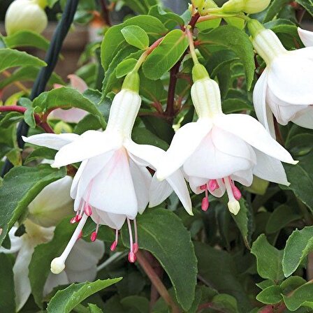 Leonita Double Pink White 9'luk Saksıda Küpe Çiçeği Fidesi