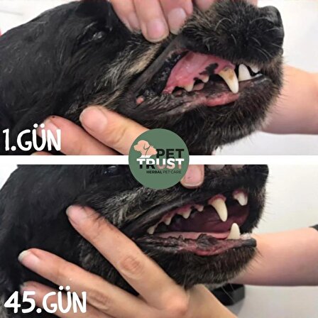 PetTrust Herbal Pet Care Kedi ve Köpekler için Organik Ağız Bakım Ürünü 40ml