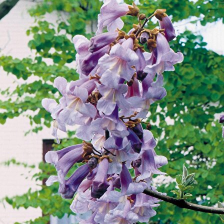 Tüplü Mor Çiçekli Yoğun Kokulu Paulownia Ağacı Fidanı (10-30 cm)