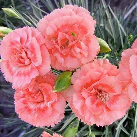 Chabaud Gül Renginde Karanfil Çiçeği Tohumu (70 adet)