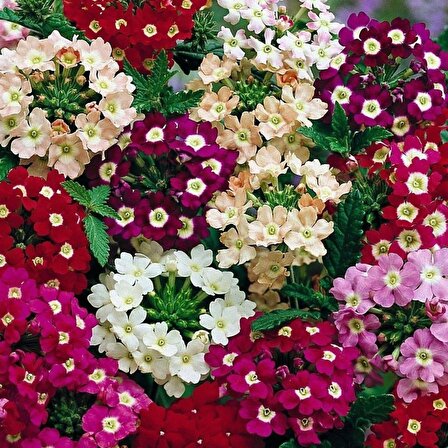Karışık Renkli Yer Minesi Çiçeği Tohumu (100 tohum)