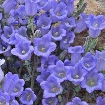 Mavi Campanula Çan Çiçeği Tohumu (100 tohum)