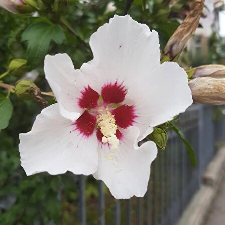 Beyaz Renkli Hibiscus Çiçeği Tohumu(20 adet)