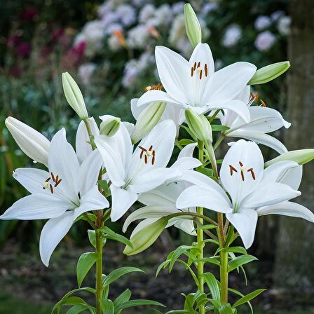 White Joy Beyaz Renkli Lilium Zambak Çiçeği Soğanı (1 Adet)