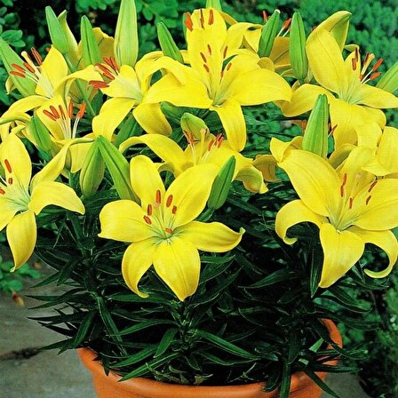 Fancy Joy Kokulu Sarı Renk Zambak Çiçeği Soğanı (1 adet)