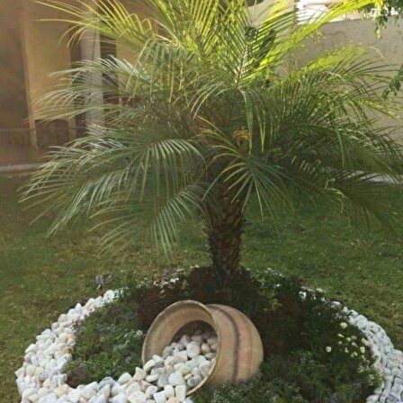 Palmiye Ağacı fidanı tüplü