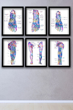 Dekor Loft Anatomik Tablo, Doktor Hediyesi, Ortopedi, Ayak Anatomisi Doktor Odası  Duvar Tablosu 6 lı