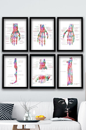 Dekor Loft AnatomiK Tablo, El Kemikleri, Ortopedi, Doktor Odası Duvar Tablosu 6 lı