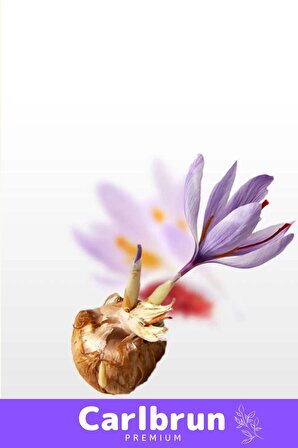 Premium Özel Dikime Hazır Yerli Üretim Büyük Boy 1. Kalite Safranbolu Safran Bitkisi Soğanı - 1 Adet